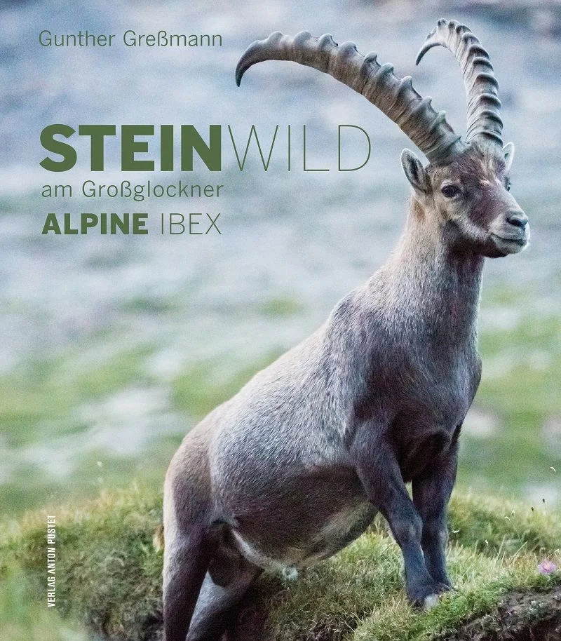 Buch Steinwild am Großglockner
